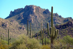 Saguaro National Park