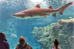 Cretaquarium